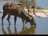 Africa Nature Animals (33)